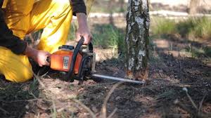 Best Arborist Consultation Services  in Swissvale, PA