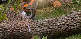 Best Storm Damage Tree Cleanup  in Swissvale, PA