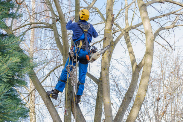  Swissvale, PA Tree Services Pros